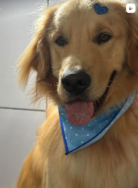 Foto 3 do Instagram Good Pet