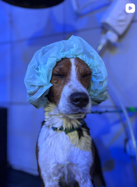 Foto 4 do Instagram Good Pet
