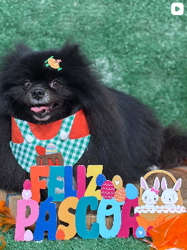 Foto 2 do Instagram Good Pet