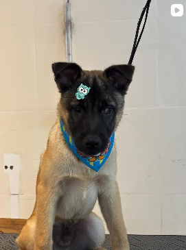 Foto 5 do Instagram Good Pet